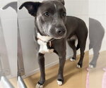 Small Mutt