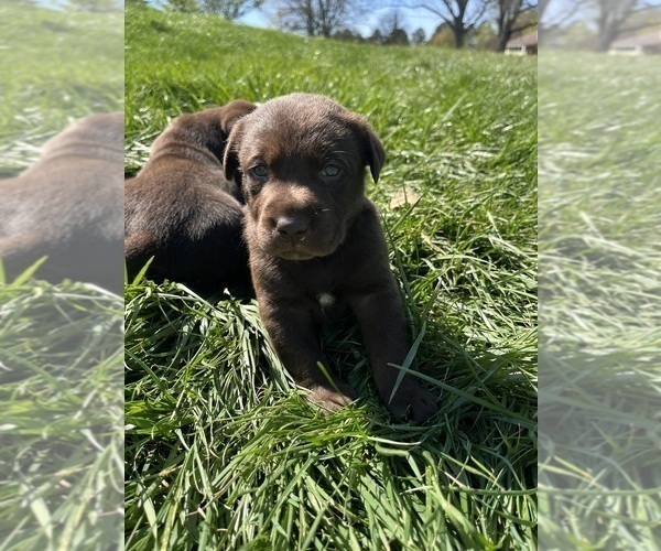 Medium Photo #6 Labrador Retriever Puppy For Sale in KINGS MOUNTAIN, NC, USA