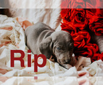 Small Photo #2 Weimaraner Puppy For Sale in TALKING ROCK, GA, USA