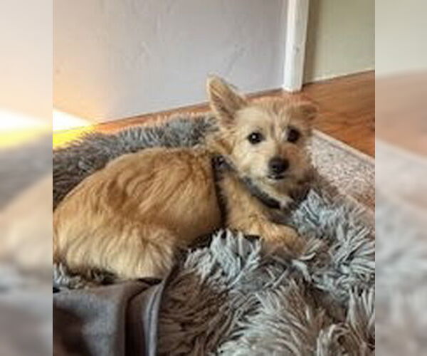Medium Photo #3 Mutt Puppy For Sale in Bellevue, WA, USA
