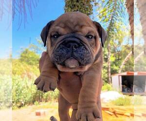 English Bulldog Puppy for sale in IMPERIAL BCH, CA, USA