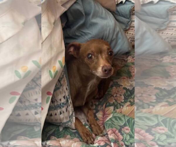 Medium Photo #2 Chihuahua Puppy For Sale in La Verne, CA, USA