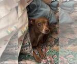 Small #1 Chihuahua