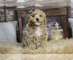 Puppy 1 Goldendoodle (Miniature)