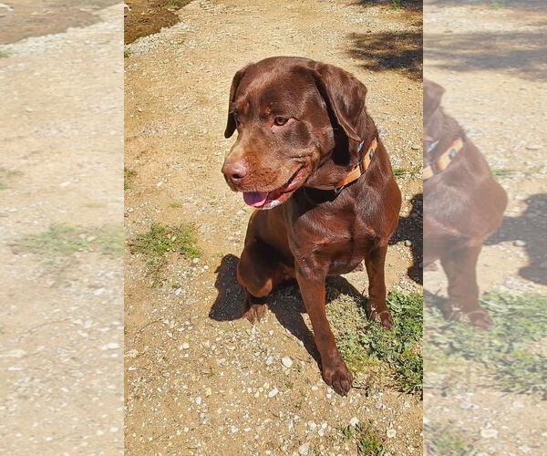 Medium Photo #1 Labrador Retriever-Unknown Mix Puppy For Sale in San Diego, CA, USA