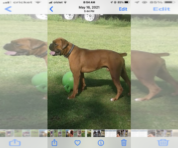 Medium Photo #1 Boxer Puppy For Sale in LINESVILLE, PA, USA