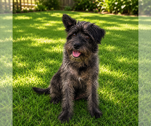 Medium Photo #3 Mutt Puppy For Sale in Mooresville, NC, USA