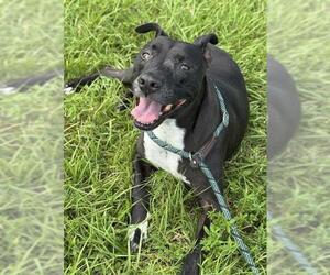 Labrador Retriever Dogs for adoption in Fort Lauderdale, FL, USA