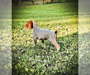 German Shorthaired Pointer Puppy for sale in PROSPECT, VA, USA