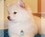 Small Photo #57 Pomeranian-Pomsky Mix Puppy For Sale in RAMSEY, MN, USA