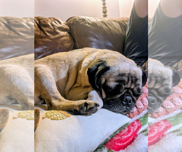 Medium Photo #4 Pug Puppy For Sale in Indianapolis, IN, USA
