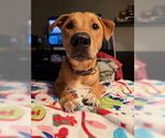 Small #1 Mutt