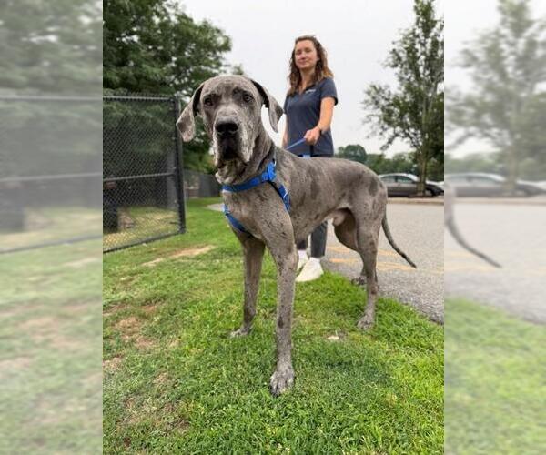 Medium Photo #1 Great Dane Puppy For Sale in Boston, MA, USA