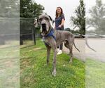 Small Great Dane