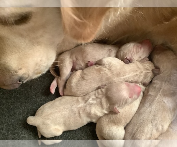 Medium Photo #4 Golden Retriever Puppy For Sale in RILEYVILLE, VA, USA