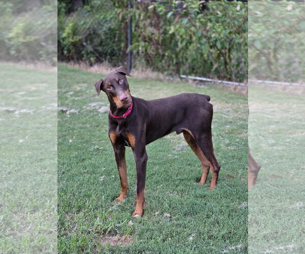 Medium Photo #1 Doberman Pinscher Puppy For Sale in Social Circle, GA, USA