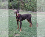 Small Doberman Pinscher