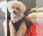 Small #8 Bichon Frise Mix