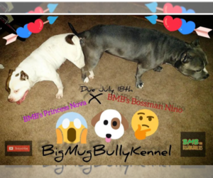 Mother of the American Bully puppies born on 07/17/2022