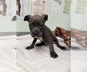 Mutt Dogs for adoption in Santa Cruz, CA, USA