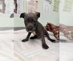 PAUSE* - Male Mutt Dog for Adoption - Small photo