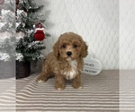 Small #1 Cavapoo (Miniature)