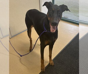 Doberman Pinscher Dogs for adoption in Placerville, CA, USA