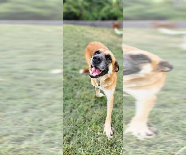 Medium Photo #1 German Shepherd Dog-Unknown Mix Puppy For Sale in Osgood, IN, USA