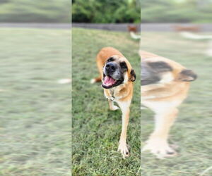 German Shepherd Dog-Unknown Mix Dogs for adoption in Osgood, IN, USA