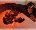 Small Photo #1 Bernese Mountain Dog Puppy For Sale in ARGONNE, WI, USA
