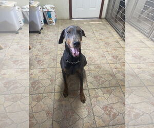 Doberman Pinscher Dogs for adoption in Devine, TX, USA