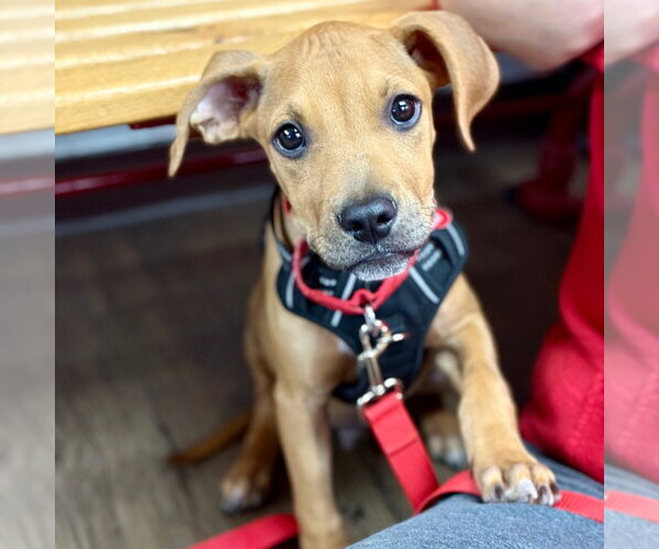 Medium Photo #2 Mutt Puppy For Sale in Canton, CT, USA