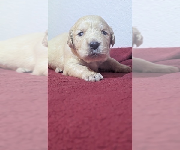 Medium Photo #28 Golden Retriever Puppy For Sale in MODESTO, CA, USA
