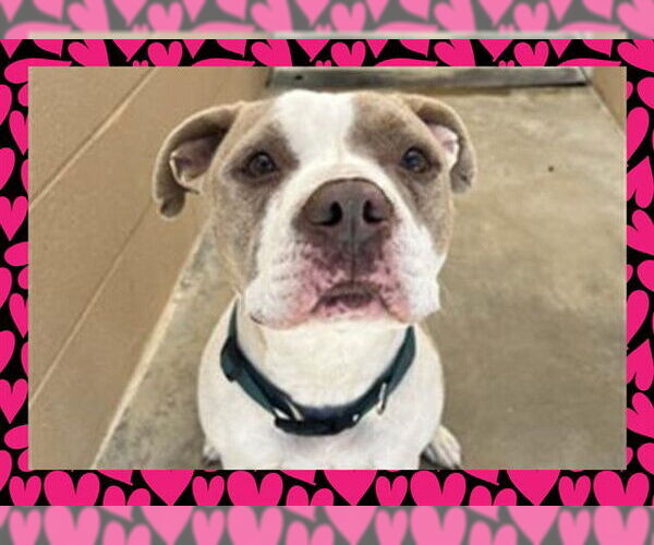 Medium Photo #3 American Pit Bull Terrier Puppy For Sale in Ojai, CA, USA