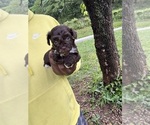 Puppy Clyde YorkiePoo