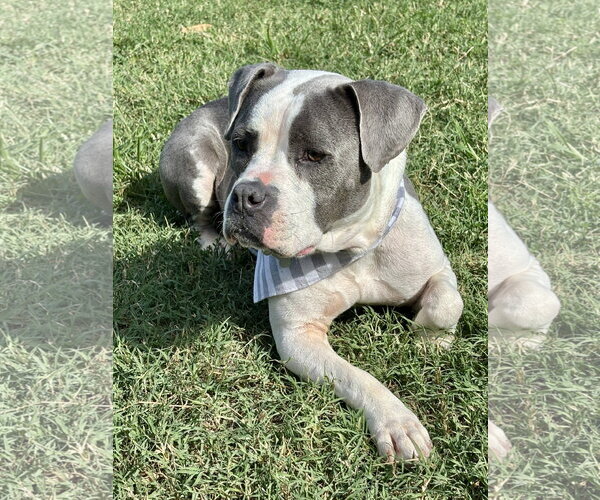 Medium Photo #1 American Staffordshire Terrier-Bull Terrier Mix Puppy For Sale in Holly Springs, NC, USA