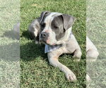 Trixie - Candy litter Mom - Female American Staffordshire Terrier-Bull Terrier Mix Dog for Adoption - Small photo
