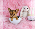 Small #26 Chihuahua
