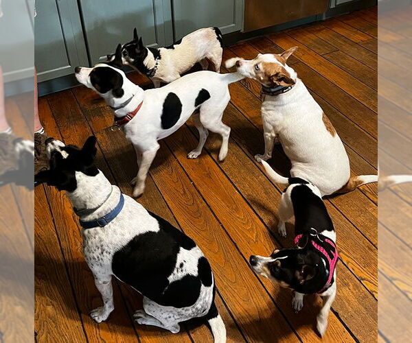 Medium Photo #12 Rat Terrier Puppy For Sale in Atlanta, GA, USA