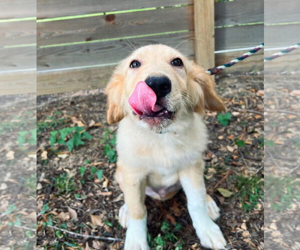 Medium Photo #3 Great Pyrenees Puppy For Sale in Spring, TX, USA