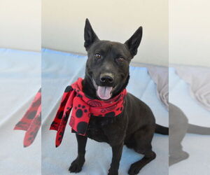 Labrador Retriever-Unknown Mix Dogs for adoption in McKinney, TX, USA