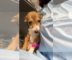 Small Photo #1 Rat Terrier-Unknown Mix Puppy For Sale in Chico, CA, USA