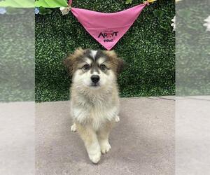 Alaskan Malamute-Unknown Mix Dogs for adoption in Grasswood, Saskatchewan, Canada