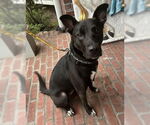 Small #12 Border Collie Mix