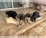 Small Photo #2 Cane Corso Puppy For Sale in RANCHO PALOS VERDES, CA, USA