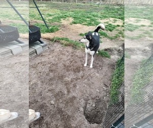 Siberian Husky-Unknown Mix Dogs for adoption in Jackson Township, NJ, USA