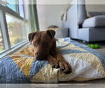 Small #12 Labrador Retriever Mix