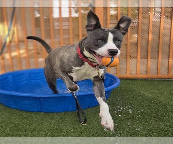 Medium Photo #2 Mutt Puppy For Sale in Las Vegas, NV, USA
