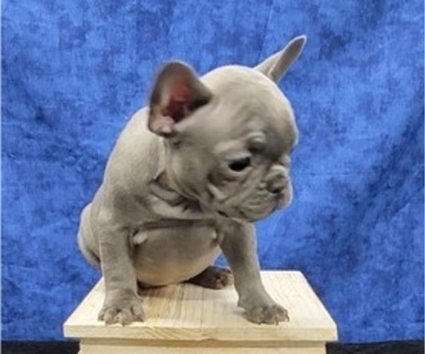 Medium Photo #3 French Bulldog Puppy For Sale in BLAKESBURG, IA, USA