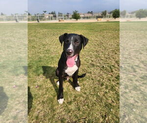Jetty - Male Borador Dog for Adoption - Photo #3
